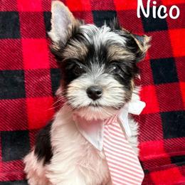 Nico - Black tan and white male Biewer Terrier puppy in Cartersville, Georgia from Alpha Tiny Paws