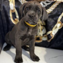 Jude - Gray female Cane Corso puppy in Cleveland, Ohio from Cleveland Corsos