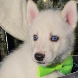 Pistachio - White male Siberian Husky puppy in Peoria, Arizona from Snowy Siberians