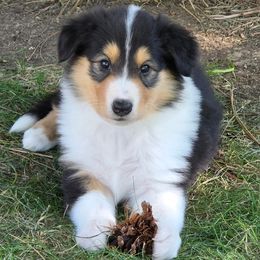 Sundance's Aurora - Black white and tan female Collie puppy in Rapid City, South Dakota from Sundance Scottish-Colleys