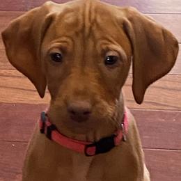 Vizsla Puppies from Carlson Vizslas