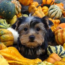 Lola - Blue and gold female Yorkshire Terrier puppy in Monticello, Iowa from Ashley’s Puppies