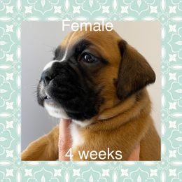 Boxer Puppies from Shadix Boxers