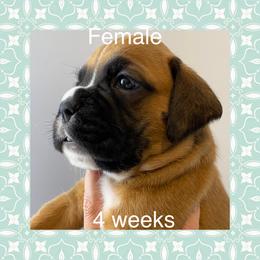 Boxer Puppies from Shadix Boxers