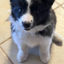 Riddle - Seal female Border Collie puppy in Benson, Arizona from Twisted Acres Border Collies and Mudi