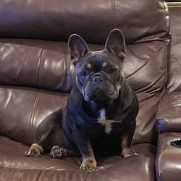 Maddie  - French Bulldog