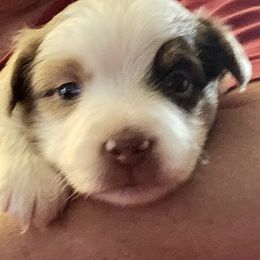 Purple - Red merle female Miniature Australian Shepherd puppy in Cedar Creek, Texas from Rowdy Ranch Tx