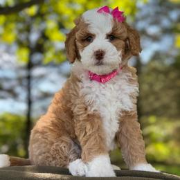Mint - Red female Bernedoodle puppy in Hesperia, Michigan from Red Acres Poodles & Doodles