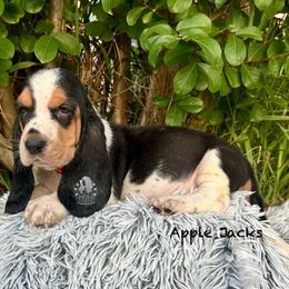 Apple Jacks - Black white and brown female Basset Hound puppy in Dingess, West Virginia from Tuckers' Howling Hounds