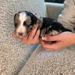 Red - Blue merle male Bernedoodle puppy in Curtice, Ohio from The Pink Doghouse