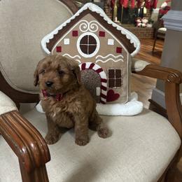 Lilo - Red  male Goldendoodle puppy in Mint Hill, North Carolina from DoodleForever
