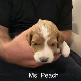 Ms. Peach - Red  female Goldendoodle puppy in Powder Springs, Georgia from Ski Family Doodles