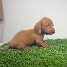 AKC Belle - Red female Dachshund puppy in Laveen, Arizona from Acosta Kennel