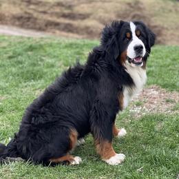 Indie - Bernese Mountain Dog