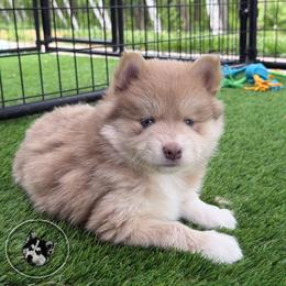 Benny - Lavender male Pomsky puppy in Isanti, Minnesota from Magnum Pomskies