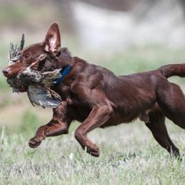 Labrador Retriever All Grown Up from A Lucky Pup / Isenmann Retrievers