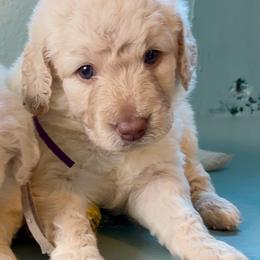 Wonder Woman - Cream female Goldendoodle puppy in Pensacola, Florida from Goldendoodles Love You in Pensacola Friend Edition