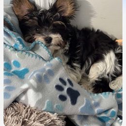 Biewer Terrier, Maltese, and Morkie Puppies from Jenn’s Georgia Morkies and Biewer Terriers