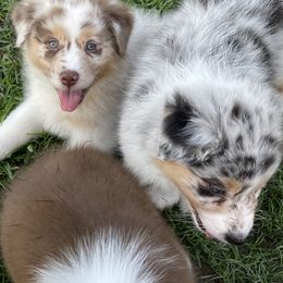 Australian Shepherd Puppies from Double BarH