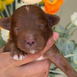 Mitsubishi - Red  female Goldendoodle puppy in Yuciapa, California from AlltheDoodlez_