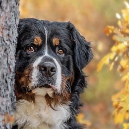 Bernese Mountain Dogs from North Star's Bernese Mountain Dogs