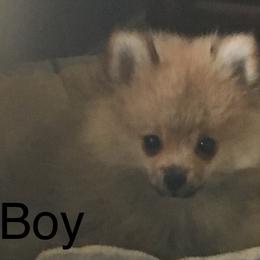 Pomeranian Puppies from Jonna's Poms