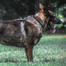 NUFF-NUFF - German Shepherd