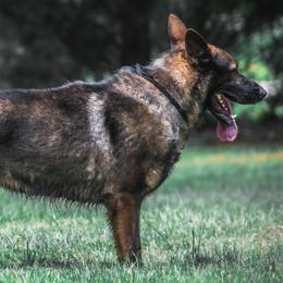 NUFF-NUFF - German Shepherd