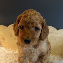 Goldendoodle Puppies from The Doting Doodle