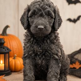 Banner (Hulk) - Black male Poodle puppy in Lecanto, Florida from Lecanto Puppy