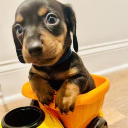 Dachshund Puppies from Phillian Family Mini Dachshunds