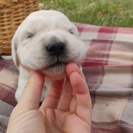 Mayflower - Light golden female Golden Retriever puppy in Colville, Washington from Rosehaven Homestead