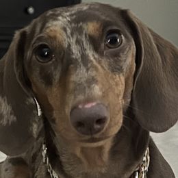 Dachshund puppies from Royal T Miniature Dachshunds