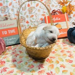 Lemon - Cream female Dachshund puppy in Lakeland Village, California from CA_Dachshunds