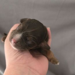Dixie - Brown white and tan female Cocker Spaniel puppy in Winston Salem, North Carolina from Cocker Cottage