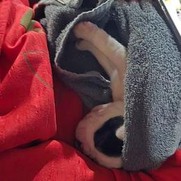 Boston Terriers from Grizzly Bear Bostons