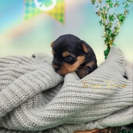 Maltese and Yorkshire Terrier Puppies from Tampa Teacup Puppies