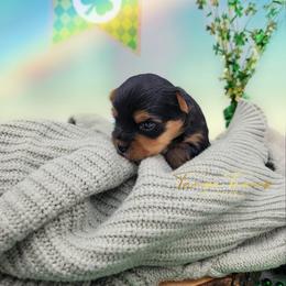 Maltese and Yorkshire Terrier Puppies from Tampa Teacup Puppies