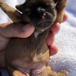 Nugget - Brindle female Shorkie puppy in Escondido, California from Yorkies of Escondido