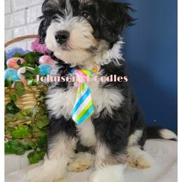 Aussiedoodle, Bernedoodle, and Goldendoodle Puppies from Johnson's Doodles