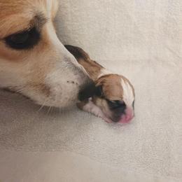Pembroke Welsh Corgi puppies from Salted Rim Corgis