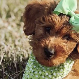 Goldendoodles from Jessica Bush