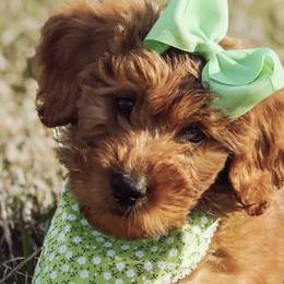 Goldendoodles from Jessica Bush