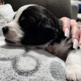 Miniature American Shepherd Puppies from Aussie Mama Sage