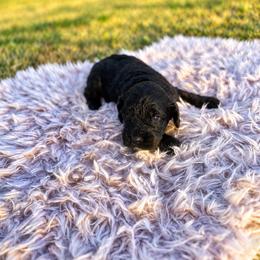 Willie - Black male Cavapoo puppy in Thorndale, Texas from Hattie’s Texas Cavapoos