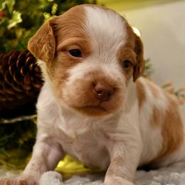 Loki - Orange roan male Brittany puppy in Hollidaysburg, Pennsylvania from Royal Flush Farms
