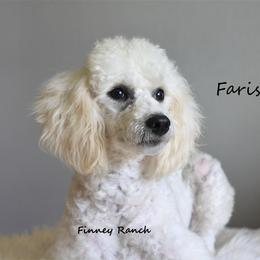 Faris - Poodle