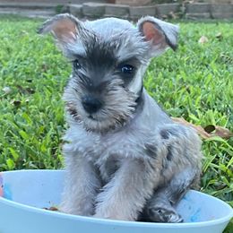 Miniature Schnauzers from Malloy Hollow Schnauzers