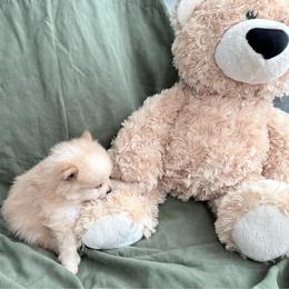 Boy- 3 - Cream parti male Pomeranian puppy in Conroe, Texas from Maxi’s Poms, LLC