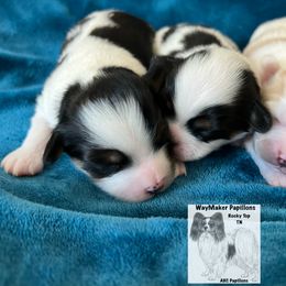 Papillon Puppies from WayMaker Papillons